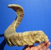 23 inches Real Merino Ram/Sheep Horn for Sale, measured around curl - you are buying this one for $23.99