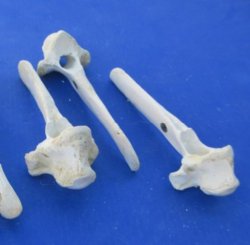 Water Buffalo Thoracic Vertebra Bones - 5 @ $5.80 each