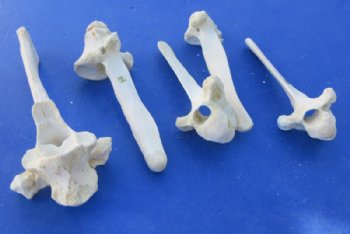 Wholesale Water Buffalo Thoracic Vertebra Bones (Bulk) - 30 @ $3.60 each