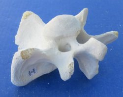 Authentic Water Buffalo Cervical Vertebrae (Neck Bones) – 3.5 to 5 Inches - 5 @ $5.80 each