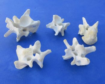 Authentic Water Buffalo Cervical Vertebrae (Neck Bones) – 3.5 to 5 Inches - 5 @ $5.80 each