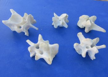 Authentic Water Buffalo Cervical Vertebrae (Neck Bones) – 3.5 to 5 Inches - 5 @ $5.80 each