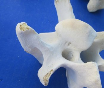 Authentic Water Buffalo Cervical Vertebrae (Neck Bones) – 3.5 to 5 Inches - 5 @ $5.80 each