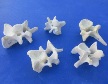 Authentic Water Buffalo Cervical Vertebrae (Neck Bones) – 3.5 to 5 Inches - 5 @ $5.80 each