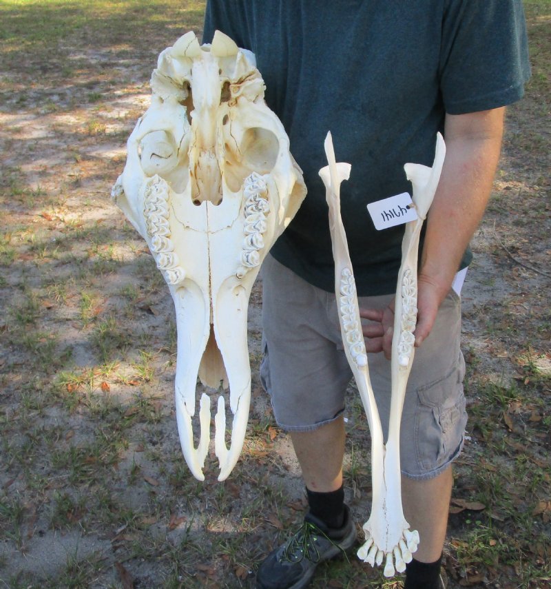 261/2 inches Real African Giraffe Skull for Sale with Lower Jaw (Mandible)