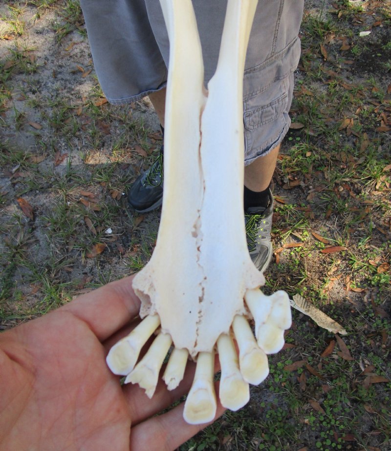 261/2 inches Real African Giraffe Skull for Sale with Lower Jaw (Mandible)