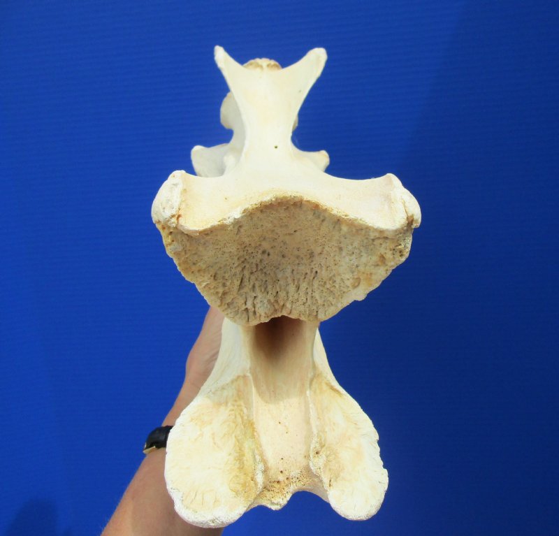 13-3/4 by 6-3/4 inches Real African Giraffe Cervical Vertebrae Bone for