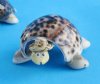 3 inches Bobbing Head Tiger Cowry Shell Turtle Novelty Wearing a Hat - Pack of 12 @ $.90 each