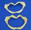 Two Genuine Dusky Shark Jaws for Sale 6 and 6-1/2 inches wide -  Buy these <font color=red> 2 @ $8.50 each</font> Plus $8.25 1st Class Mail