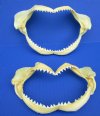 Two Genuine Dusky Shark Jaws for Sale 6 and 6-3/4 inches - Buy these <font color=red> 2 @ $8.50 each</font> Plus $6.25 First Class Mail