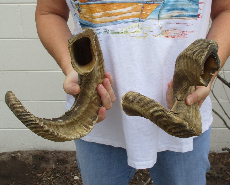 Two Sheep Horns for Sale, Ram Horns 211/2 inches around the curl