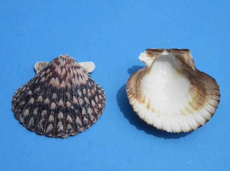 21/4 to 23/4 inches Calico Scallop Shells for Sale in Bulk