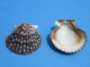 2-1/4 to 2-3/4 inches Calico Scallop Shells for Sale in Bulk Pack of 50 @ .35 each