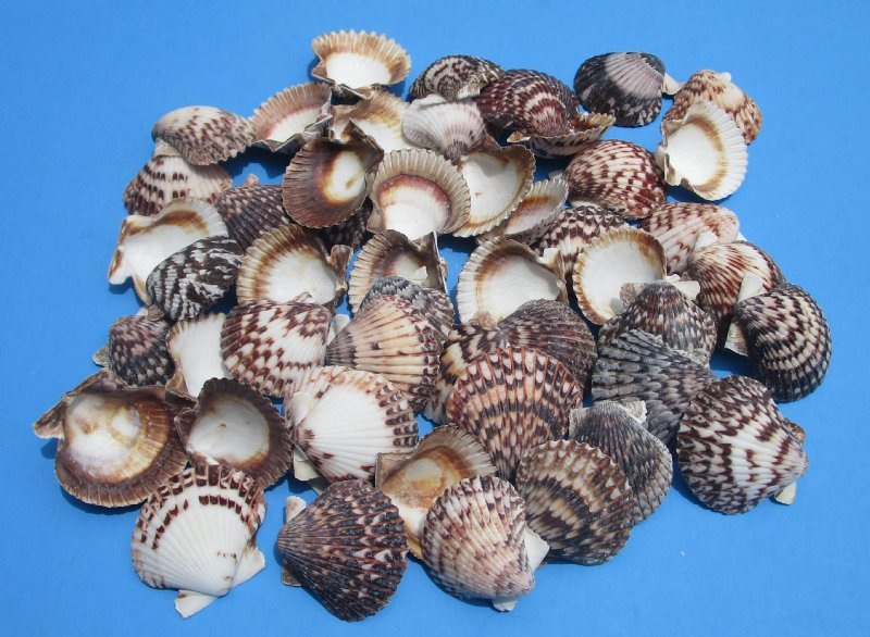 21/4 to 23/4 inches Calico Scallop Shells for Sale in Bulk