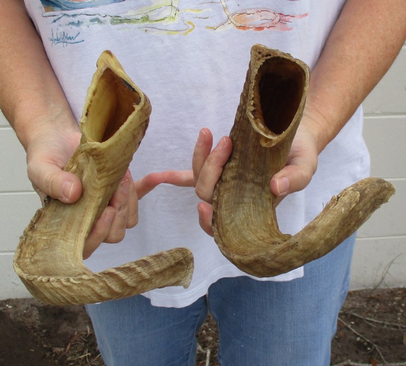 18 and 191/2 inches Sheep Horns for Sale 29.99