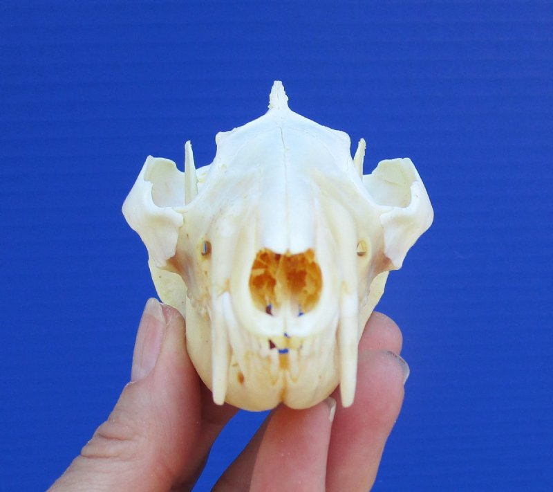 41/2 inches North American Opossum Skull for Sale You are buying