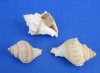 1 to 1-3/4 inches <font color=red> Wholesale</font> Small Crown Conch Shells for Sale in Bulk for Small Hermit Crab Shells - Case of 720 @ .14 each