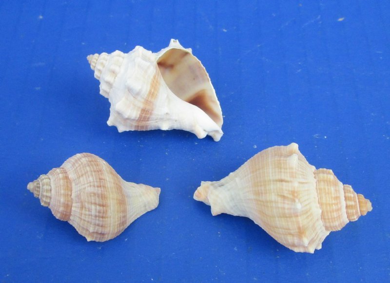 1 to 13/4 inches Small Crown Conch Shells for Small Hermit Crab Homes