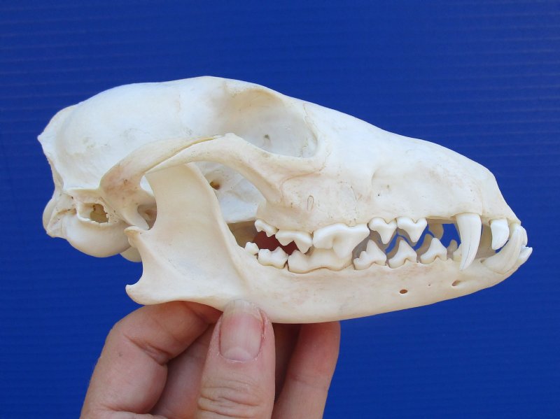 6 inches Authentic African Black-Backed Jackal Skull for Sale - You are