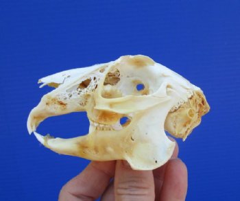 3-3/4 inches North American Jackrabbit Skull for $22.99 