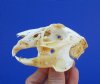 3-3/4 inches North American Jackrabbit Skull for $22.99 Plus $7.50 1st Class Mail