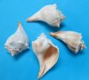 6 inches <font color=red>Wholesale</font> Atlantic Whelks, Knobbed Whelk Shells in Bulk - Case of 42 @ $2.30 each