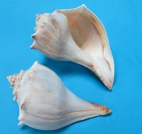 7-3/4 to 8-3/4 inches Extra Large Atlantic Whelk Shells for Sale, Knobbed Whelks - Pack of 3 @ $6.40 each