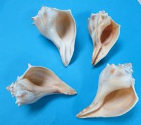 7-3/4 to 8-3/4 inches Large North Atlantic Whelk Shells, Knobbed Whelk Shells <font color=red> Wholesale</font> - 24 @ $4.00 each