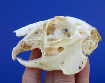 3-1/2 inches Authentic Jackrabbit Skull for $22.99