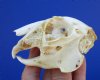 3-1/2 inches Authentic Jackrabbit Skull for Sale - You will receive the skull pictured for <font color=red>$22.99</font>  Plus $6.50 1st Class Mail