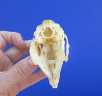 3-1/2 inches Authentic Jackrabbit Skull for $22.99