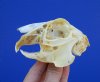 3-3/4 inches North American Jackrabbit Skull for $22.99 Plus $7.50 1st Class Mail