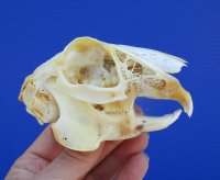 3-3/4 inches North American Jackrabbit Skull for $22.99 