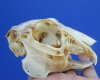 4 inches North American Jackrabbit Skull for $22.99 Plus $8.50 1st Class Mail