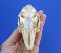 4 inches North American Jackrabbit Skull for $22.99 