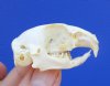 1-3/4 inches Discount American Gopher Skull for Sale (damage to front of skull) - You are buying this one for <font color=red> $14.99</font> Plus $6.50 First Class Mail