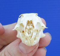 1-3/4 inches Discount American Gopher Skull for Sale (damage to front of skull) for $14.99