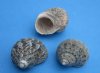 1-1/4 to 1-1/2 inches Assorted Turban Seashells <font color=red> Wholesale</font> for Hermit Crab Shell - 432 @ .29 each