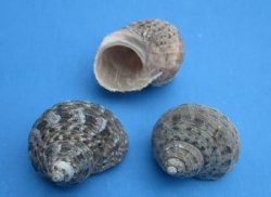 1-1/4 to 1-1/2 inches Assorted Turban Sea Shells <font color=red> Wholesale</font> - 288  @ .33 each
