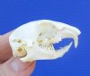1-3/4 inches Pocket Gopher Skull for Sale - Buy this one for <font color=red>$19.99</font> Plus $5.50 First Class Mail