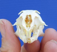 1-3/4 inches Bargain Priced Authentic American Gopher Skull for Sale (damaged nose bridge) - You are buying this one for $14.99