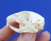 1-3/4 inches Bargain Priced Authentic American Gopher Skull for Sale (damaged nose bridge) - You are buying this one for $14.99