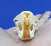 1-3/4 inches Real Pocket Gopher Skull for Sale - You are buying this one for <font color=red>$19.99</font> Plus $5.50 1st Class Mail