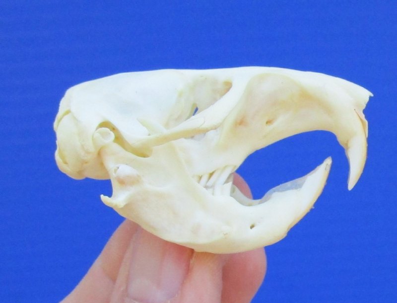 13/4 inches Real Pocket Gopher Skull for Sale