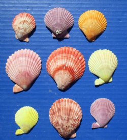 Colorful Pecten Nobilis Scallop Shells 1-3/4 to 2-1/2 inches - 2.5 pounds @ $10.35 a bag; 3 Bags @ $9.20 a gallon 