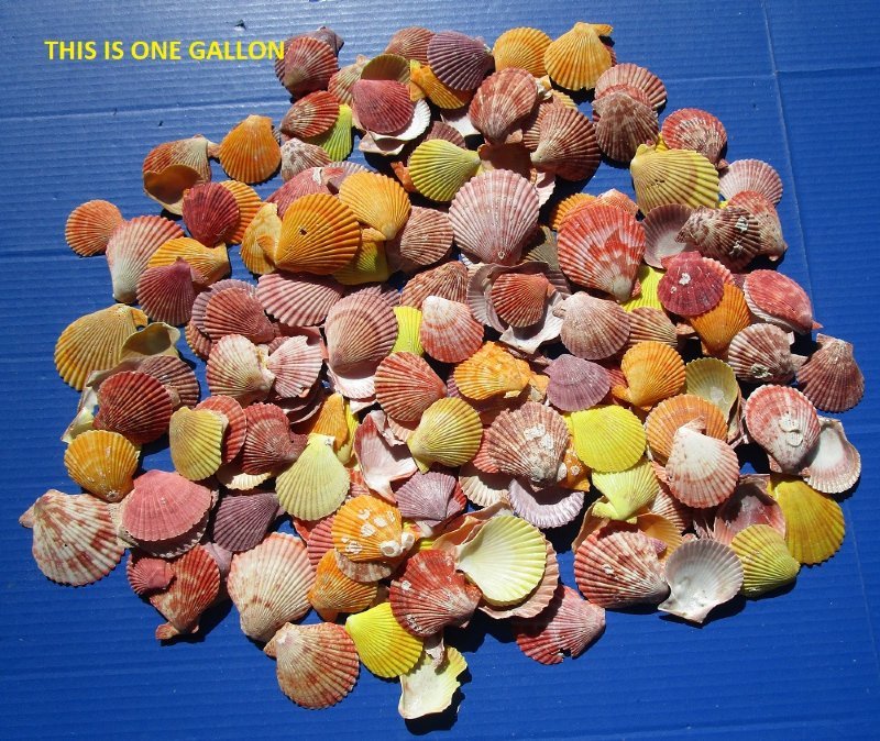 Wholesale Pecten Nobilis Scallop Shells in Bulk