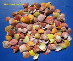 1-3/4 to 2-1/2 inches Pecten Nobilis Scallop Shells Wholesale Case: 20  gallons @ $5.75 gallon