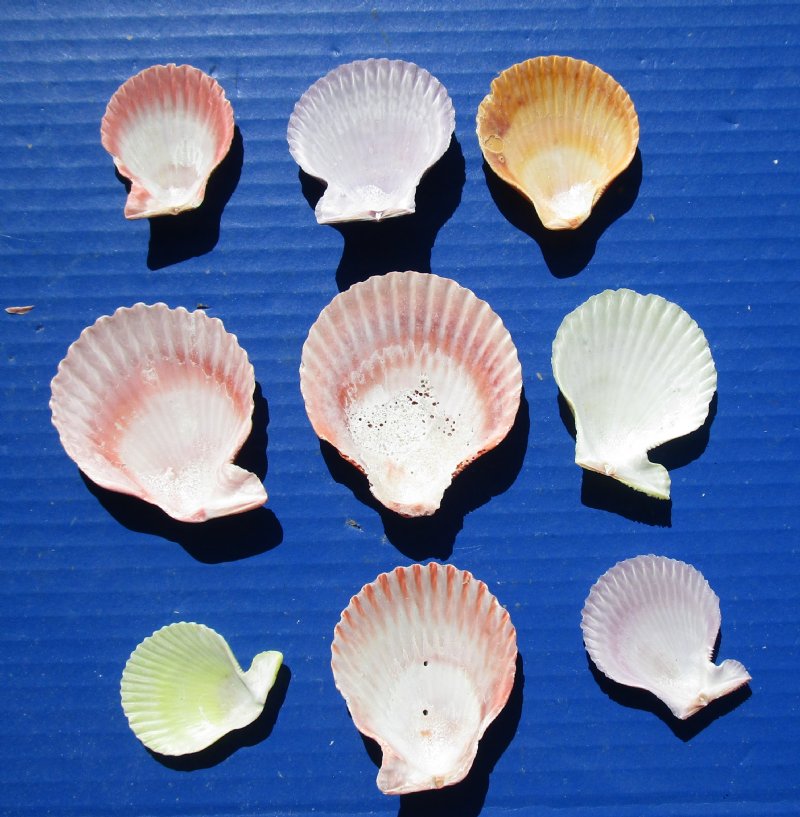 Wholesale Pecten Nobilis Scallop Shells in Bulk