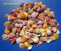 Colorful Pecten Nobilis Scallop Shells 1-3/4 to 2-1/2 inches - 2.5 pounds @ $10.35 a bag; 3 Bags @ $9.20 a gallon 