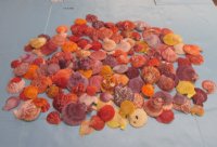 Bulk Colorful Pecten Nobilis Scallop Shells 2-1/2 to 3-1/2 inches - Case:20 kilos  @ $4.50 a kilo;<font color=red> Wholesale</font> 2 Cases@ $3.50 a kilo